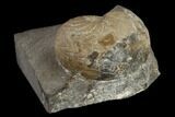 Rare Goniatite (Goniatites) Fossil - Oklahoma #119440-2